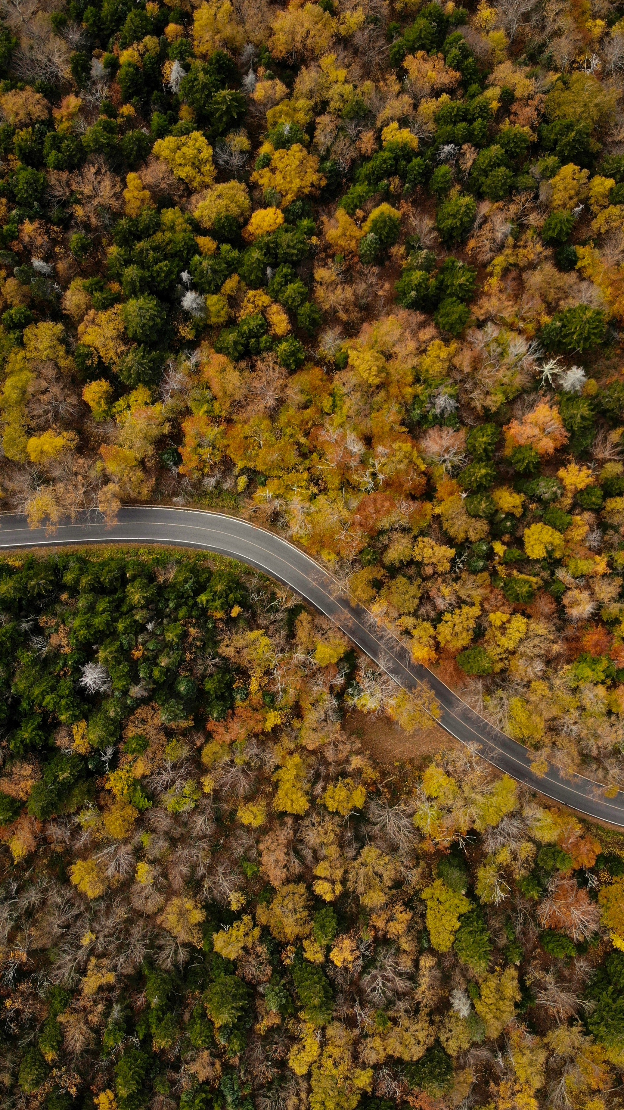 top view of a green and yellow trees